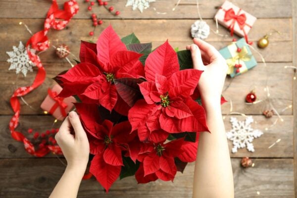 Decorating Poinsettia Shutterstock.