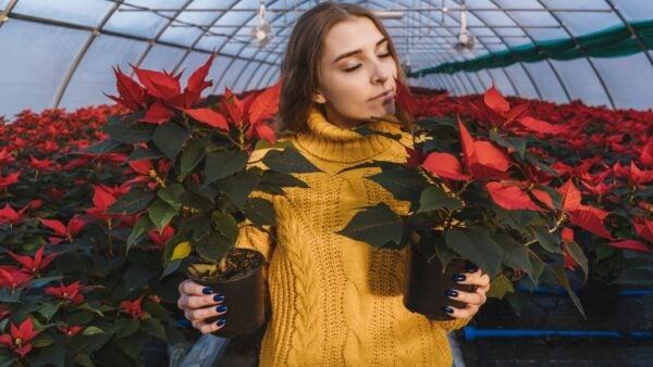 Woman Holding Poinsettia